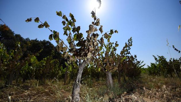 Vines badly burnt by the sun and heat in a vineyard in Restinclieres, near Montpellier, southern France. Winegrowers in the south of France said their precious crops have been badly burnt, after six days of intense heat that fuelled huge blazes and pollution peaks, and officially claimed four lives in France. (Sylvain Thomas / AFP) Vines badly burnt by the sun and heat in a vineyard in Restinclieres, near Montpellier, southern France. Winegrowers in the south of France said their precious crops have been badly burnt, after six days of intense heat that fuelled huge blazes and pollution peaks, and officially claimed four lives in France. (Sylvain Thomas / AFP)