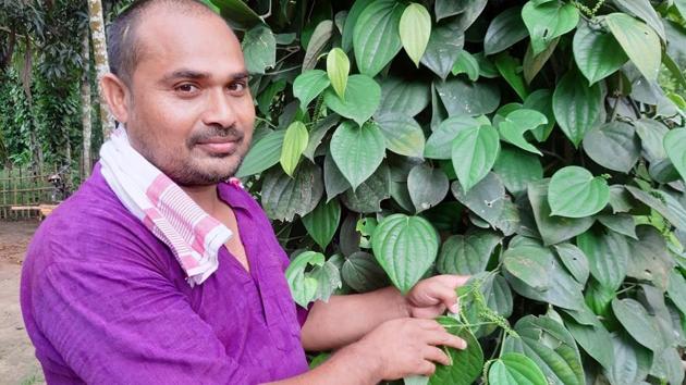 Martin Rabha of Diya Foundation claims cultivating pepper, which is a climber, has led to nearly 30% to 40% increase in income of around 200 farmers in Assam. (HT PHOTO.) Martin Rabha of Diya Foundation claims cultivating pepper, which is a climber, has led to nearly 30% to 40% increase in income of around 200 farmers in Assam. (HT PHOTO.)