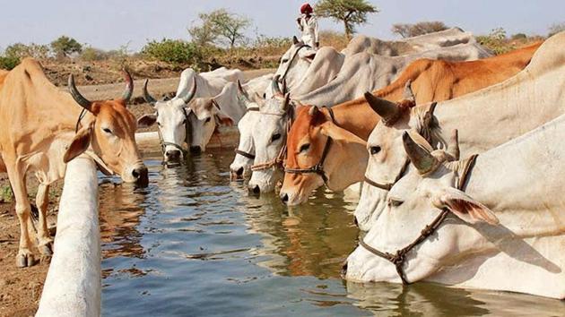 According to officials in the sanctuary, in last over one year more than 600 cows died due to extreme weather condition.(HT Photo)