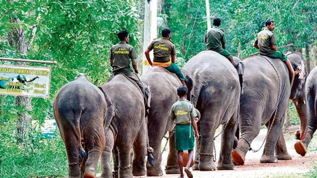 While the centre has only 15 elephants so far, officials expect the numbers will go up once work on the infrastructure is complete.(HT Photo) While the centre has only 15 elephants so far, officials expect the numbers will go up once work on the infrastructure is complete.(HT Photo)