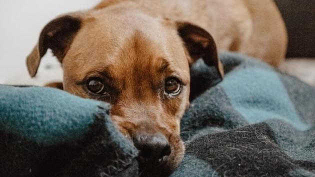 Dog eyes evolved to better communicate with humans | Hindustan Times