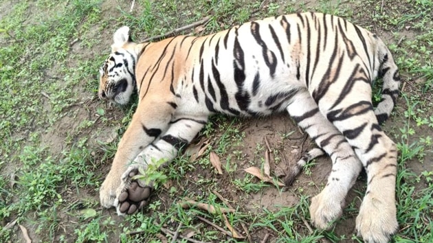 A tigress and two cubs were found dead near the Maharashtra’s Tadoba Tiger Reserve, around 150 km from Nagpur. (HT Photo/Pradip Kumar Maitra)
