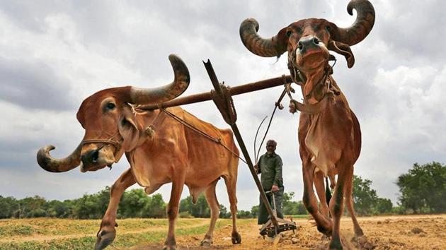 While the finance minister focussed on rural India, the budget for fiscal 2019-2020 reduced the outlays for the flagship rural jobs guarantee programme and the rural housing scheme(Reuters file photo)