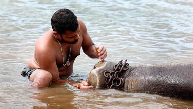 A caretaker cleans an elephant's foot at the centre as part of the bath.  (Vivek R Nair / HT Photo) 
