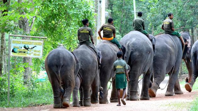 An army of elephants carry their handlers at the centre. The centre will also have a training centre for mahouts along with a residential facility for them. There are no authorised training schools for mahouts in the country leading to ill-treatment of animals, officials said. State forest minister K Raju said, “We will make it a world class centre. It will be a major tourist attraction.” (Vivek R Nair / HT Photo) 