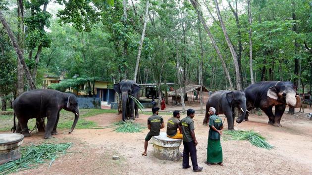 Elephants being fed sugarcane at the rehabilitation centre. The centre, expected to have an elephant museum, mahout training centre, super-specialty hospital, a retirement home and crematorium for the animals, will house orphaned, injured and older elephants. It is being planned on the lines of the Pinnawala Elephant Orphanage in Sri Lanka. (Vivek R Nair / HT Photo) 