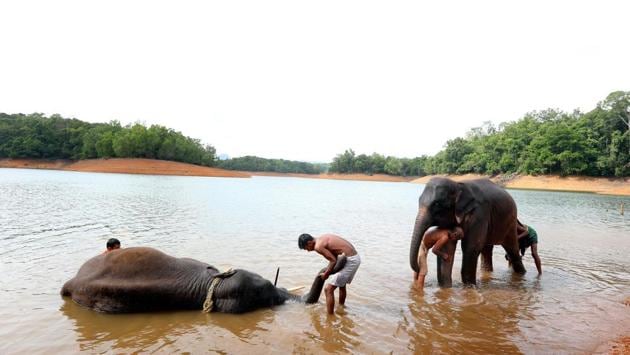 While the centre has only 15 elephants so far, officials expect the numbers will go up once work on the infrastructure is complete. Thiruvananthapuram Wildlife Warden Y M Shaji Kumar said, “Besides giving best care and protection to orphaned and abandoned elephants we are planning to give an opportunity for people to know more about elephants. They can understand their behaviour and life pattern from a close range.” (Vivek R Nair / HT Photo) 