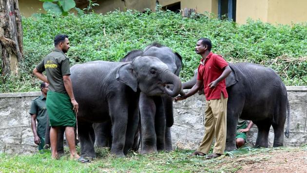 Elephant expert PS Easa said, “We have been toying with this idea for some time. This will be a boon for wildlife researchers and veterinary students.” The forest department also plans to admit captive elephants. According to the last elephant census, the state has 507 captive elephants. The Sree Krishna temple in Guruvayur town has 59 elephants. (Vivek R Nair / HT Photo) 