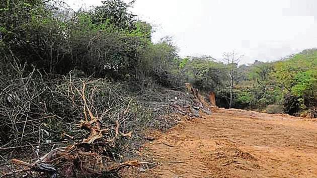 In 2017, a realtor had chopped 2,200 trees in the PLPA-protected Chauma village instead of the sanctioned 22 trees.(HT Archive)
