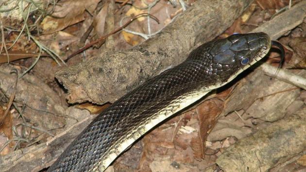 It took nearly 30 minutes for the team to safely extricate the distressed reptile and transfer it in a transport carrier.(representational image)