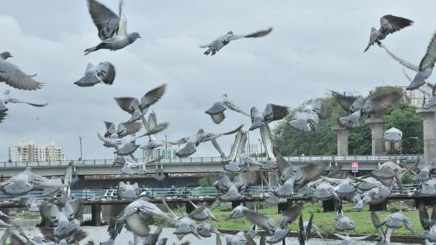 Various civic officials have raised concerns about the increase in population of pigeons in the city. The PMC is now mulling to fine those whose feed pigeons. Pigeons at Deccan riverside.(HT PHOTO)