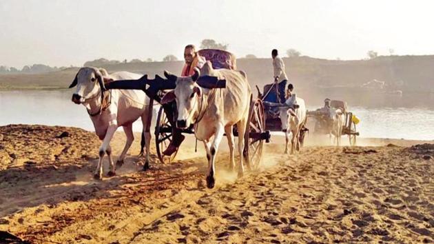 People carry water from the Ken river on bullock carts to their homes in Backcha Gadar village.(Haider Naqvi)