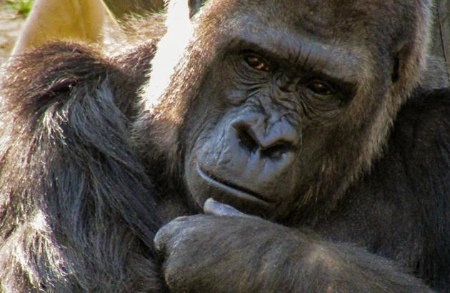 Just like humans, gorillas form social bonds - Hindustan Times Just like humans, gorillas form social bonds - Hindustan Times