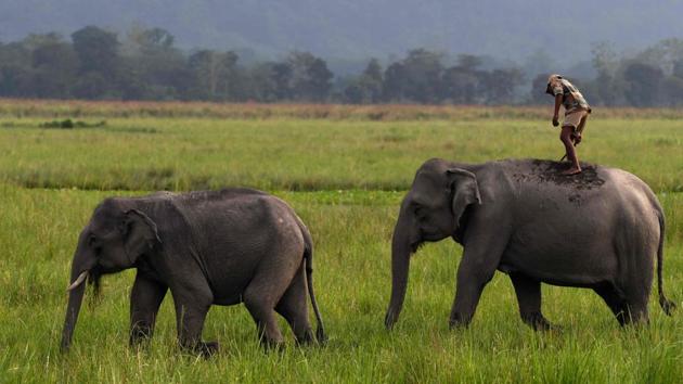 Mahout seen standing on an elephant as he takes them to their shelter in Kaziranga National Park. In rainy season, it can be an especially gruelling battle -- the grass reaches head-height, providing perfect cover for poachers and flooding forces the animals to move to higher ground, sometimes to the outskirts of the park. (Biju Boro / AFP) 