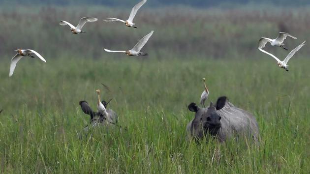 Three rhinos have been killed so far this year. “There is huge demand for the horns and international rackets are pumping in huge amounts of money, prompting poachers sometimes to risk their own lives,” wildlife activist Somyadeep Datta warns. Prized in some forms of traditional Chinese and South East Asian medicine, acolytes believe the horns containing keratin -- the same protein in human hair and nails -- can cure anything from cancer to curses, or can be used as an aphrodisiac.  (Biju Boro / AFP) 