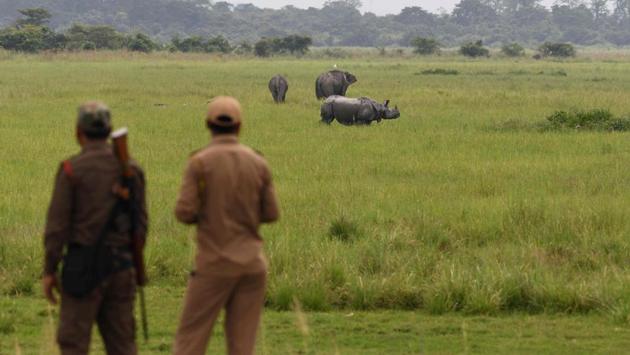 One horn can fetch around $150,000 or around $60,000 per kilo according to media reports, which are huge sums for many in India and the opportunity to make such money often pushes the poor into poaching. (Biju Boro / AFP) 