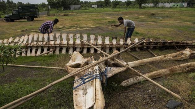 The museum will house skeleton remains of endangered marine species, including the 44-foot-long (13.5m) skeleton of a blue whale that was washed ashore at Kegaon beach near Uran in Navi Mumbai in June 2018. (HT FILE) The museum will house skeleton remains of endangered marine species, including the 44-foot-long (13.5m) skeleton of a blue whale that was washed ashore at Kegaon beach near Uran in Navi Mumbai in June 2018. (HT FILE)