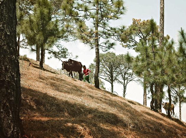 A woman leading cattle through the hills of Kumaon in Uttarakhand. (LightRocket via Getty Images) A woman leading cattle through the hills of Kumaon in Uttarakhand. (LightRocket via Getty Images)