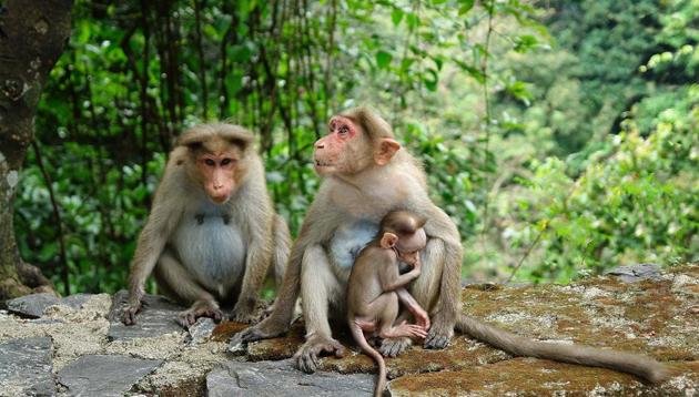 The monkeys got stranded on the tree after the pond got flooded due to heavy rains.(Representational Image)