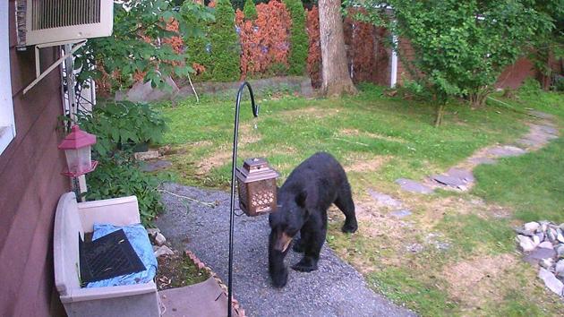 The incident was caught on camera by Mark Stinziano.(Facebook/Mark Stinziano)