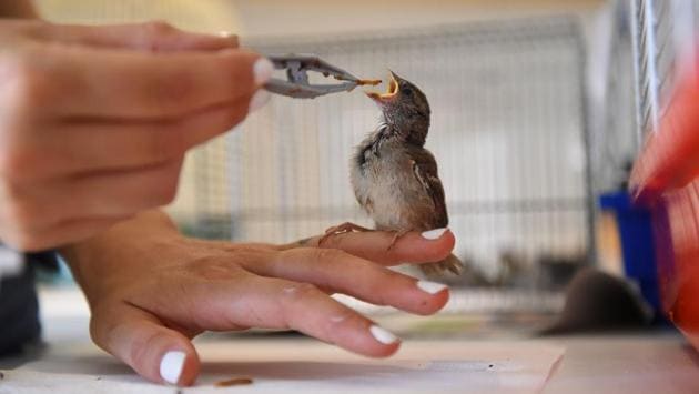 A volunteer of the “Goupil” association feeds young birds with tweezers at the Wildlife Hospital in Laroque, southern France. Since the end of June heat wave that hit France and Europe, the small team at the Laroque Wildlife Hospital in the Herault department has been “overheating”, having received and treated hundreds of animals affected by the unprecedented heat. (Sylvain Thomas / AFP)