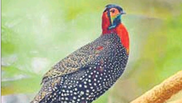 Tragopan, locally known as Jujurana, is also the national bird of Nepal. The Himachal Pradesh government declared it the state bird in 2007.(HTPhoto)
