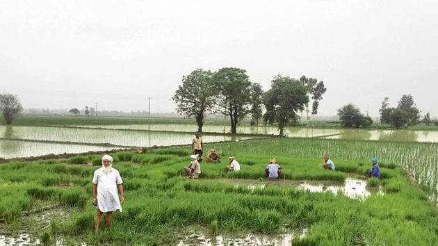After the wheat and paddy cycle, farm labourers find it difficult to earn a livelihood in Havelian village.(HT Photo)