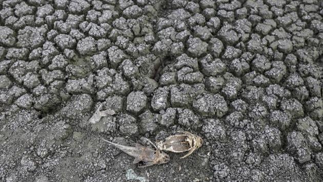 Fish carcasses at the bottom of the dried-out Porur Lake in Chennai. “Not many are informed about just how big the dangers are,” said Arivudai Nambi Appadurai, head of India adaption strategy at the World Resources Institute. “The quality of water being bought even by homes in drought-struck areas has caused allergies, sending more patients to local hospitals in places like Chennai.” (Dhiraj Singh / Bloomberg)