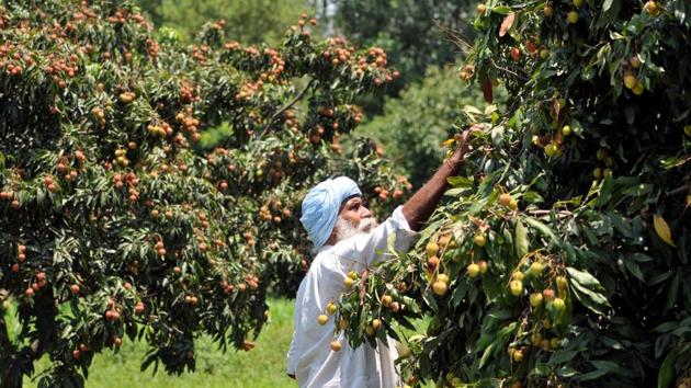 A farmer plucks litchi from trees in an orchard, in Jammu, Jammu and Kashmir. (Nitin Kanotra / HT Photo) A farmer plucks litchi from trees in an orchard, in Jammu, Jammu and Kashmir. (Nitin Kanotra / HT Photo)