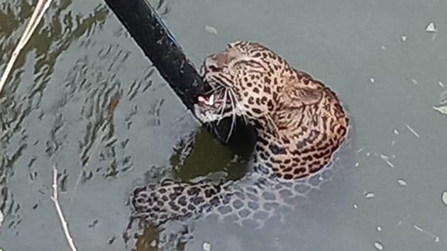 A team of Shirur Range Rescue, along with Wildlife SOS, rescued a four-year-old male leopard from a well on Sunday, in Fakte village of Shirur Taluka, Pune. (ANI Twitter) A team of Shirur Range Rescue, along with Wildlife SOS, rescued a four-year-old male leopard from a well on Sunday, in Fakte village of Shirur Taluka, Pune. (ANI Twitter)