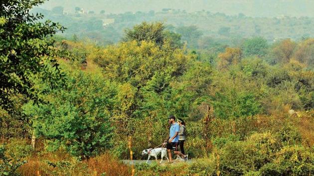 The sighting of endemic Indian birds in the park show that bioremediation has brought back a large number of native species.(Parveen Kumar/HT Photo)