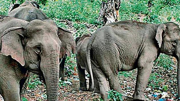 Army is in the process of finalising the new site for the dump to ensure restoration of the elephant corridor. ((Arvind Moudgil/HT File))