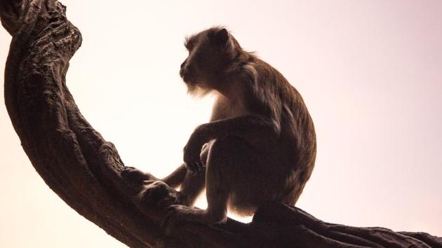 Talapoins are part of a large group of monkeys called guenons, which are commonplace and widespread across Africa today.(Unsplash (representational image))