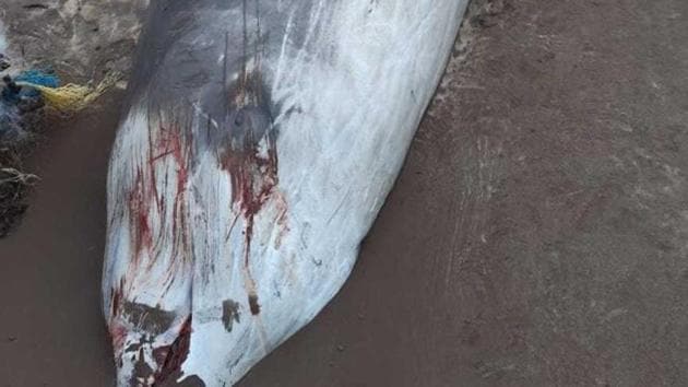 Marine experts said this was the first time the species was seen on Maha coastline.(HT Photo)