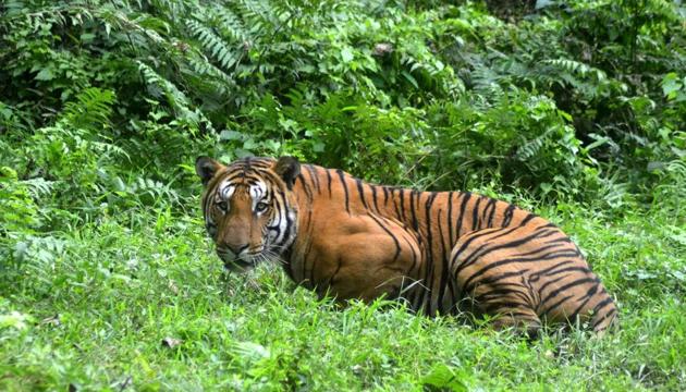 A 23-year-old forest watcher was mauled to death by a tiger in Kalagarh area of Corbett Tiger Reserve(AFP Photo)