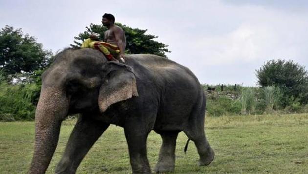 Lakshmi was seen near Yamuna on July 6. (Sourced) Lakshmi was seen near Yamuna on July 6. (Sourced)