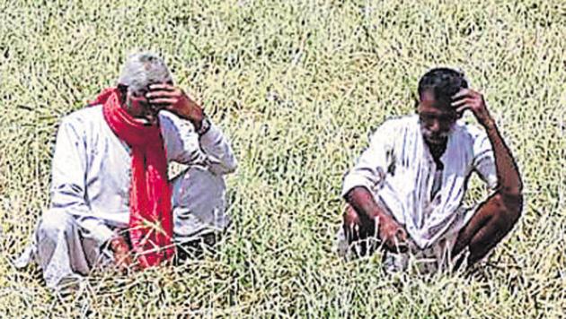 In crop insurance, premium subsidy is being paid to the company by both the state and central governments as per scheme guidelines.(HT File Photo)