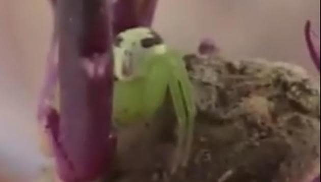 This bizarre creature has left several people on the Internet stunned(Twitter/@PDChina) This bizarre creature has left several people on the Internet stunned(Twitter/@PDChina)