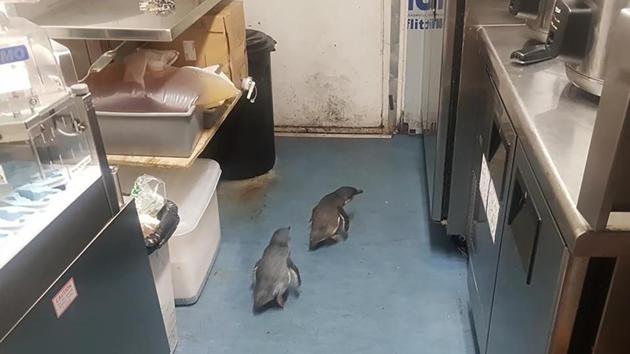 Penguins make their way through a sushi shop in Wellington, New Zealand. (AP)
