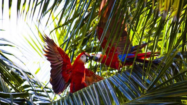 A 2015 study found that Caracas has between 200 and 300 blue and yellow macaws, which are believed to have come from the jungles of southern Venezuela. (Unsplash)