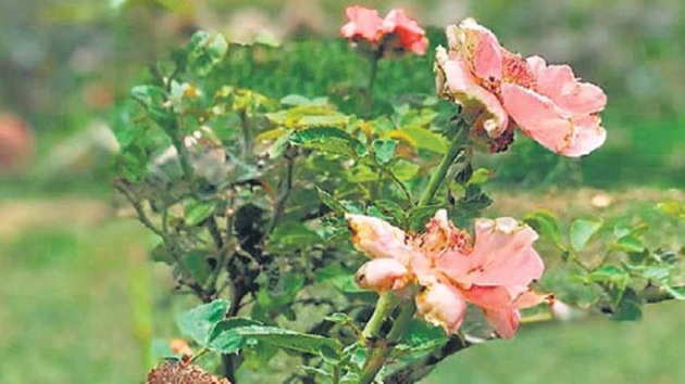 The gardener says a new crop of rose will appear as soon as the long-awaited rains arrive.(HT Photo)