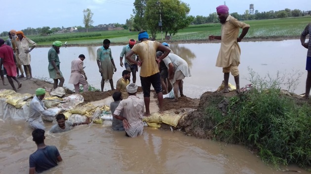 The Uddat canal in Mansa breaches its bank on Wednesday, July 17, 2019, flooding over 100 acres of fields.(HT Photo)