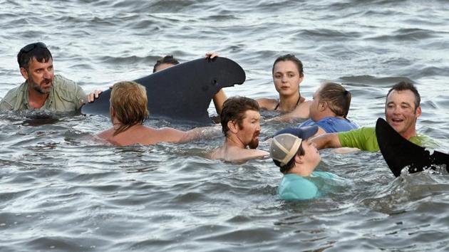 Georgia Department of Natural Resources personnel and beachgoers struggle to keep a short-fin pilot whale from crashing into the seawall on St. Simons Island, Ga., Tuesday, July16, 2019. (AP photo) Georgia Department of Natural Resources personnel and beachgoers struggle to keep a short-fin pilot whale from crashing into the seawall on St. Simons Island, Ga., Tuesday, July16, 2019. (AP photo)