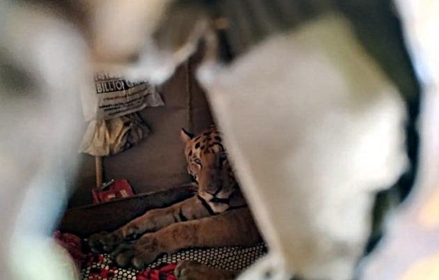 A Bengal tiger found sitting on a bed in a house at Harmati area of Kaziranga. Over 95% area of the park is submerged due to the floods displacing many animals. The floods have dealt a heavy blow to wildlife in Kaziranga where at least 17 animals since last week. Nine of the 17 deaths were caused by vehicle hits when they were trying to make their way out of Kaziranga. (ANI)