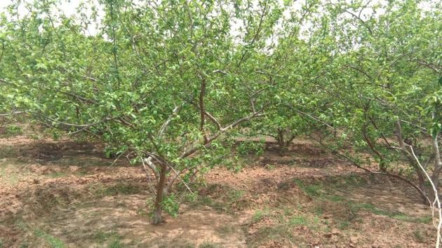 In two blocks of Bharatpur district, at least 500,000 guava trees have increased the income of farmers manifold.(HT Photo)