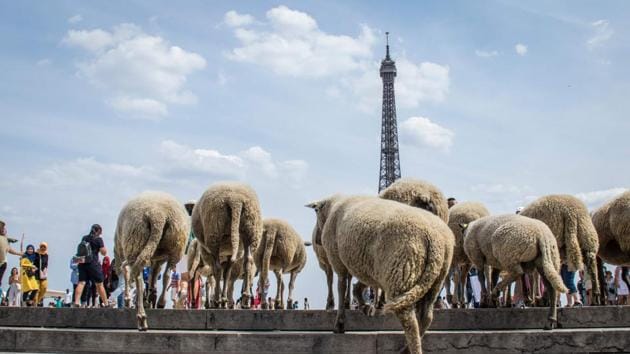 Sheep arrive at the parvis des droits de l'homme square at the Torcadero facing the eiffel tower during an urban transhumance. (AFP) Sheep arrive at the parvis des droits de l'homme square at the Torcadero facing the eiffel tower during an urban transhumance. (AFP)