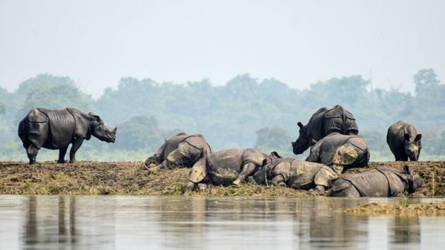 One-horned rhinos rest on a highland in the flood affected area of Kaziranga National Park in Nagaon district in Assam. (REUTERS) One-horned rhinos rest on a highland in the flood affected area of Kaziranga National Park in Nagaon district in Assam. (REUTERS)
