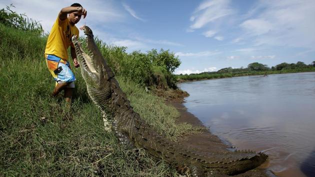 Juan Cerdas feeds a large crocodile in the Tarcoles River, a river with one of the highest crocodile population in the world, in Tarcoles, province of Puntarenas, Costa Rica. (Juan Carlos Ulate / REUTERS) Juan Cerdas feeds a large crocodile in the Tarcoles River, a river with one of the highest crocodile population in the world, in Tarcoles, province of Puntarenas, Costa Rica. (Juan Carlos Ulate / REUTERS)