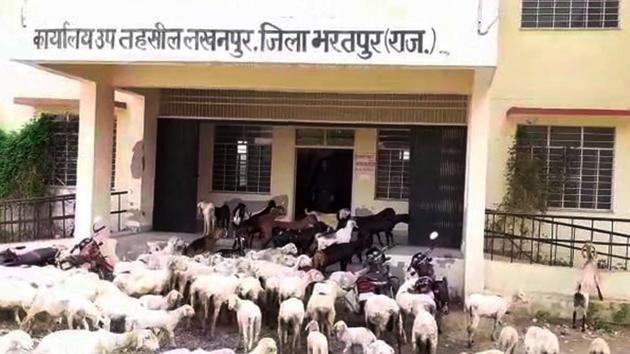 The angry villagers say that the government office will be used only for animals till officials are posted there.(HT Photo) The angry villagers say that the government office will be used only for animals till officials are posted there.(HT Photo)