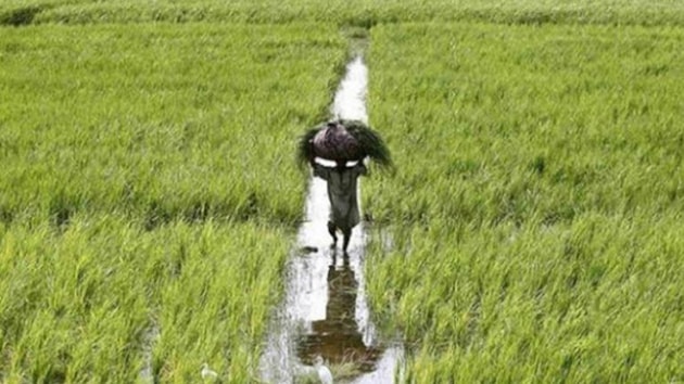 The issue was raised by Leader of Opposition Gopal Bhargava during a discussion on the farm loan waiver scheme.(PTI File Photo)